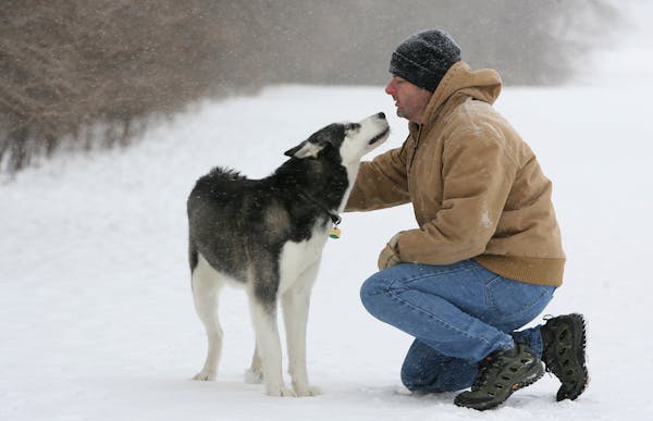 Larry Koland of Inver Grove, played with Pali, a Husky as they visited the Dakota Woods off-leash dog park.
