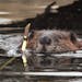 A beaver swims with a stripped stick.