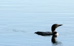 A loon near Akeley, Minn. A proposal in Congress with bipartisan support aims to halt the alarming decline in many wildlife species with an unpreceden