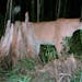 Jim Schubitzke shot this image of a cougar using a trail camera triggered by movement in August 2007 near Floodwood, Minn. The Minnesota DNR said it i