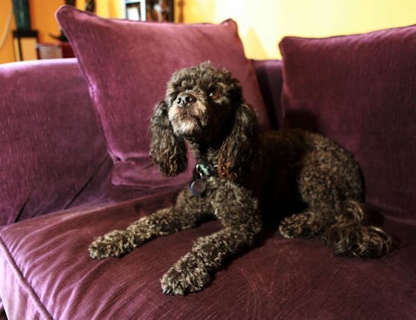 Kingston, a 4-year-old poodle mix belonging to Susan Jacobs, a cosmetics consultant and freelance journalist, makes himself comfortable on a velvet so
