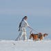 Jesse Hadler of Lake City, Minn., trailed two of his American foxhound as he prepared to put the dogs on the trail of a coyote. Hadler's dogs were amo