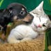 A cat gets a little love from a puppy.