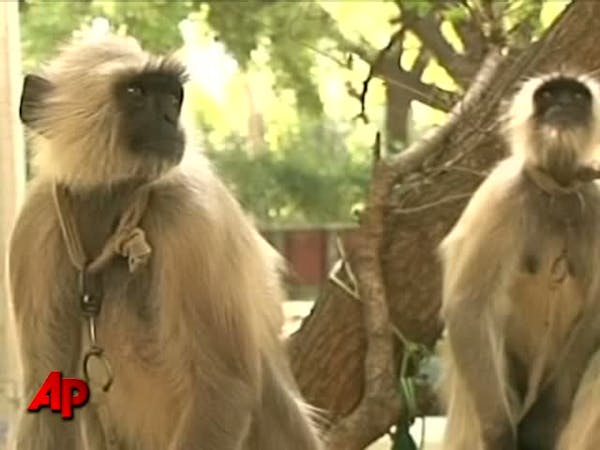 Raw Video: Monkeys Boost India Games Security