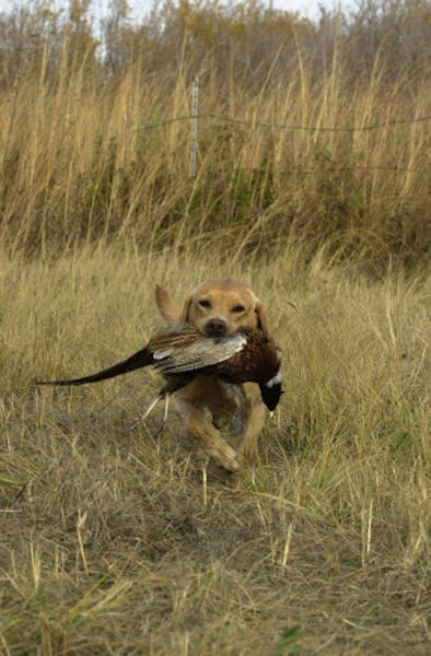 Griffen, a yellow Labrador retriever, returns with a rooster pheasant in Lac qui Parle County.