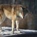In Minnesota, 15 dogs were killed by wolves last year.