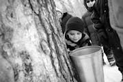 Four-year-old Jonny peered into a bucket attached to a sugar maple to collect syrup. He along with his family were on a walk with volunteer John Probs