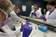 A group of Globe University veterinary technology students are working toward associate’s degrees in a class Thursday in Woodbury.