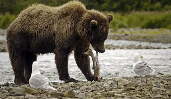 Brown bears catch salmon in Alaska