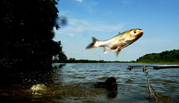 A silver carp jumped out of the Illinois River in 2003.
