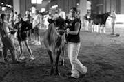 Jaime Riebe waits for competition to start with her Jersey Cow Pearl. The Minnesota State Fair, also known as the Great Minnesota Get-Together, is one