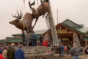 The Cabela's super store in Owatonna, during the installation an 8-ton bronze sculpture of two whitetail bucks by artist Dick Idol.