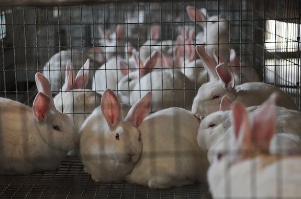 More than 60 bunnies left on Colorado highway