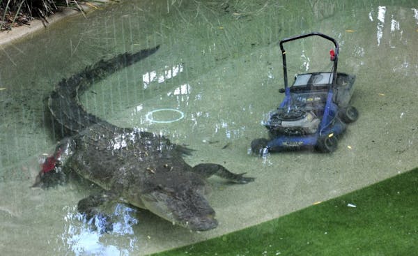 Cranky crocodile takes bite out of lawn mower