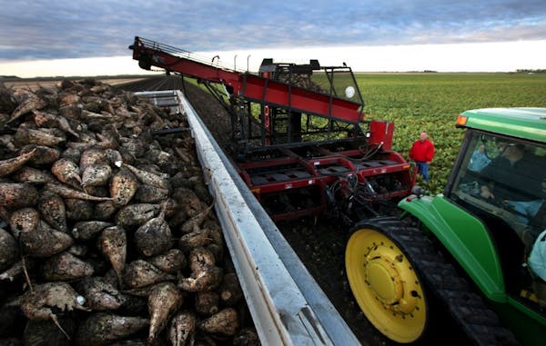 Paul Rutherford, Vice President of the Red River Sugarbeet Growers Association, began harvesting beets in his fields near Euclid in late September.