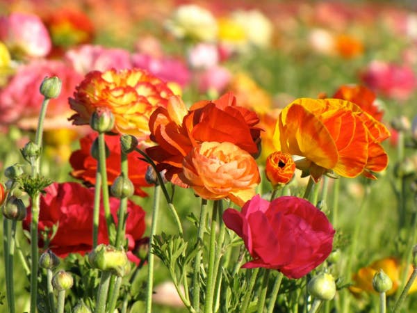 Growers have cultivated giant Tecolote Ranunculus along the coast since the 1920s. They bloom from March through mid-May.