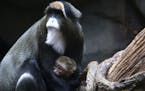 An infant DeBrazza's monkey made its public debut at the Minnesota Zoo in Apple Valley, Minn. The five-day old monkey was protected by its mother who 