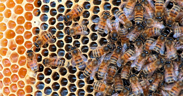 Honeybees fill a hive.