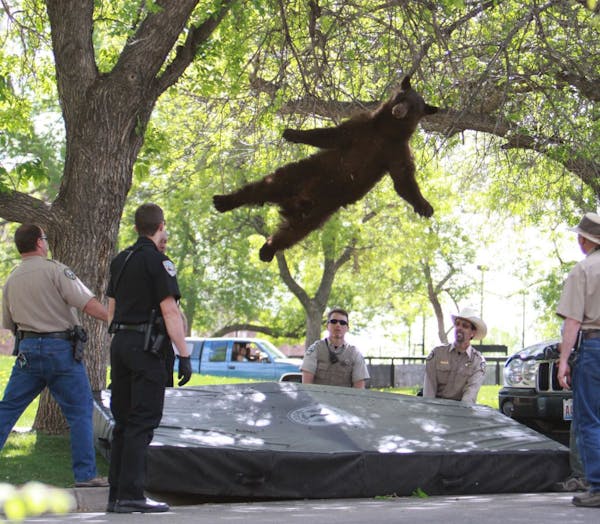 Falling bear in Colo. campus photo killed by car