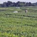 A proposed ordinance would affect 40 Hmong farmers renting 100 acres of land to grow their crops in May Township north of Stillwater.