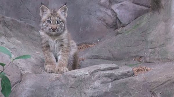 New Lynx kitten at the Minn. Zoo