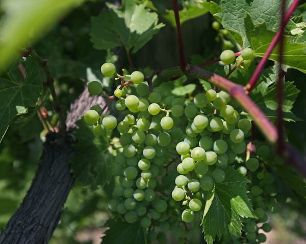 Frontenac gris grapes at Parley Lake Winery in Waconia.