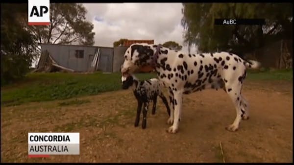 Orphaned spotted lamb adopted by dalmatian