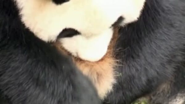 Raw video: Panda births Twins