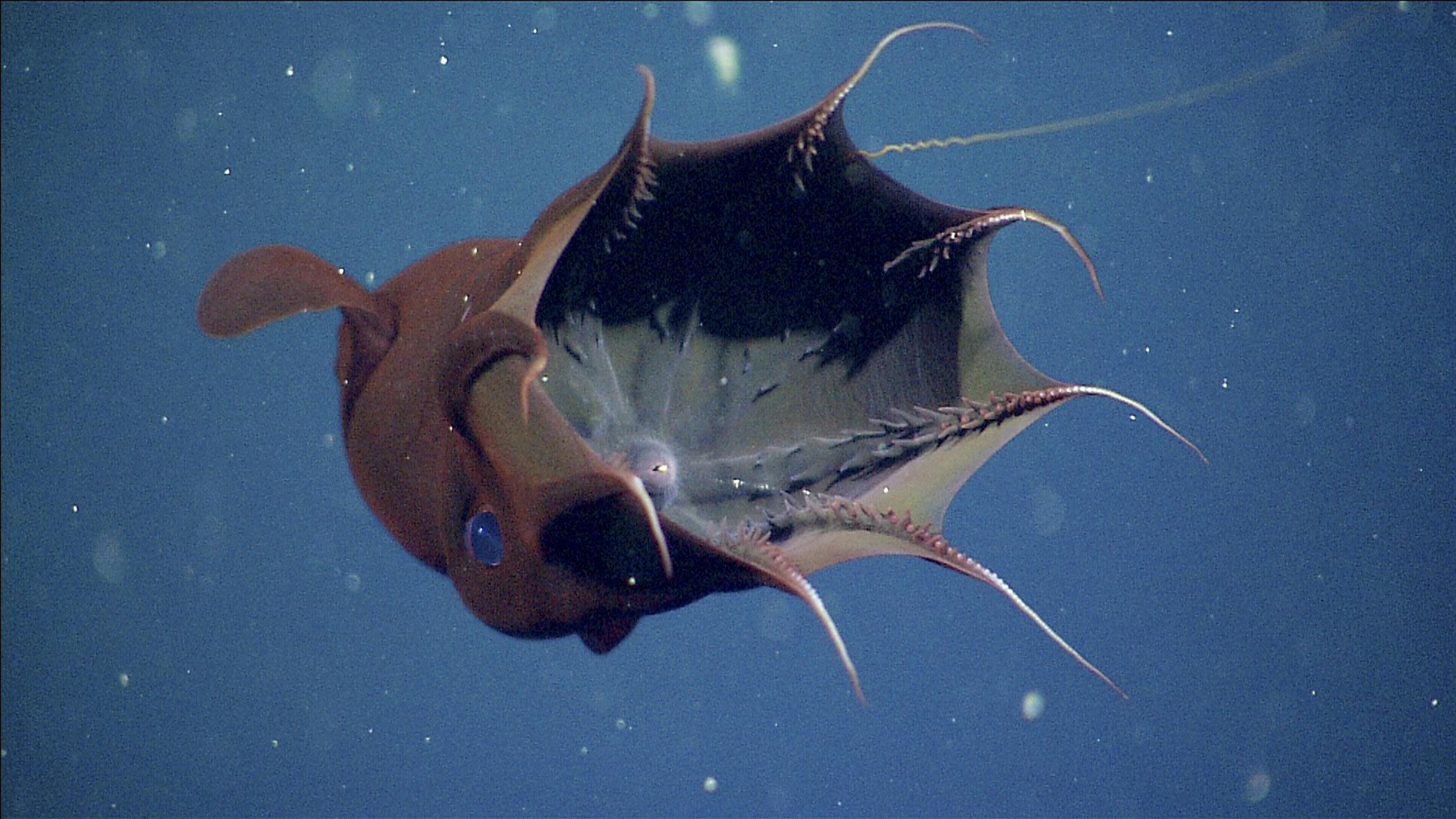Глубоководные рыбы океанов. Головоногий моллюск Адский вампир. Адский вампир глубоководный моллюск. Адский кальмар вампир (Vampyroteuthis infernalis). Осьминог Адский вампир.
