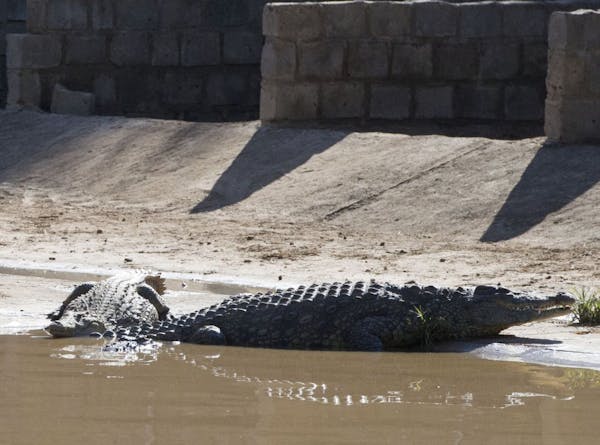 Massive croc escape at S. Africa farm