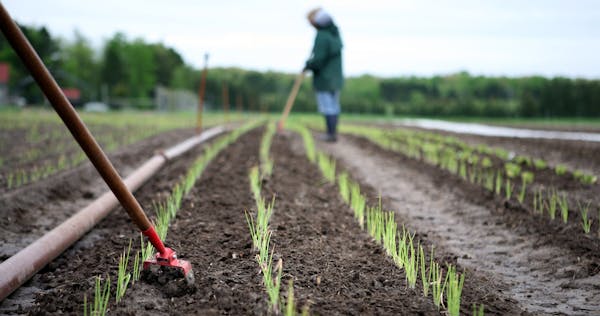 Farmers weed and aerate the soil between rows of green onions at the Big River Farms training program in Marine on St. Croix.