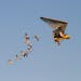 This photo, taken in 2006, provided by operationmigration.org shows Operation Migration co-founder Joe Duff juvenile Whooping cranes along a new migra