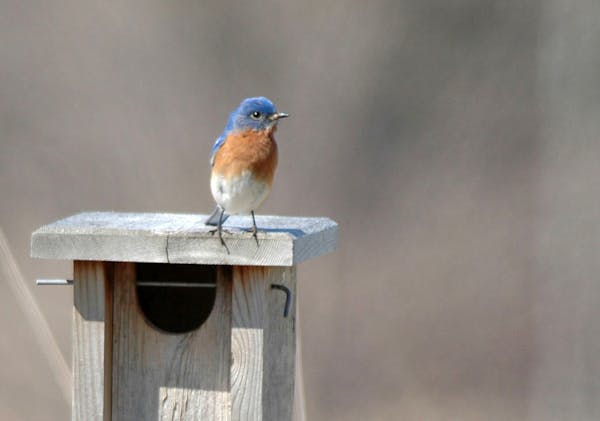An Eastern bluebird makes itself at home at a nest box, which has helped the bird recover from the gradual disappearance of its natural nesting habita