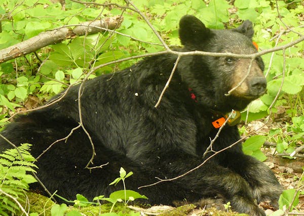 This northern Minnesota black bear, called simply No. 56 because that’s the ­number on her radio collar, is more than 39 years old, the oldest know