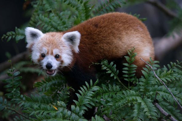 Escaped red panda returns to National Zoo