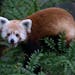 This undated handout photo provided by the National Zoo shows a red panda that has gone missing from its enclosure at the zoo in Washington.