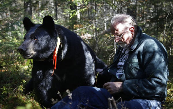 Oct. 4, 2010: Lynn Rogers with Brave Heart, one of the collared black bears in his study.