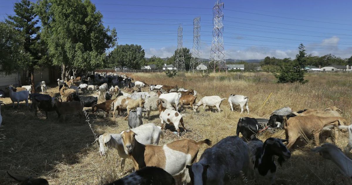 San Francisco airport uses 400 goats to clear brush in environmentally