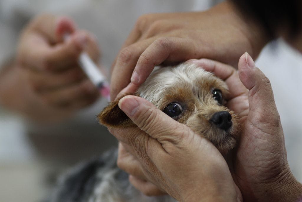 Whistleblower: Minn. veterinarians giving three-year rabies vaccine every  two years