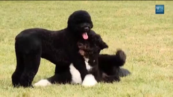 White House unveils new Obama dog, Sunny