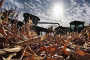 Eden Valley farmer Tom Haag emptied corn into a holding wagon used to shuttle the grain to a nearby semi-trailer for transport back to the farmstead a