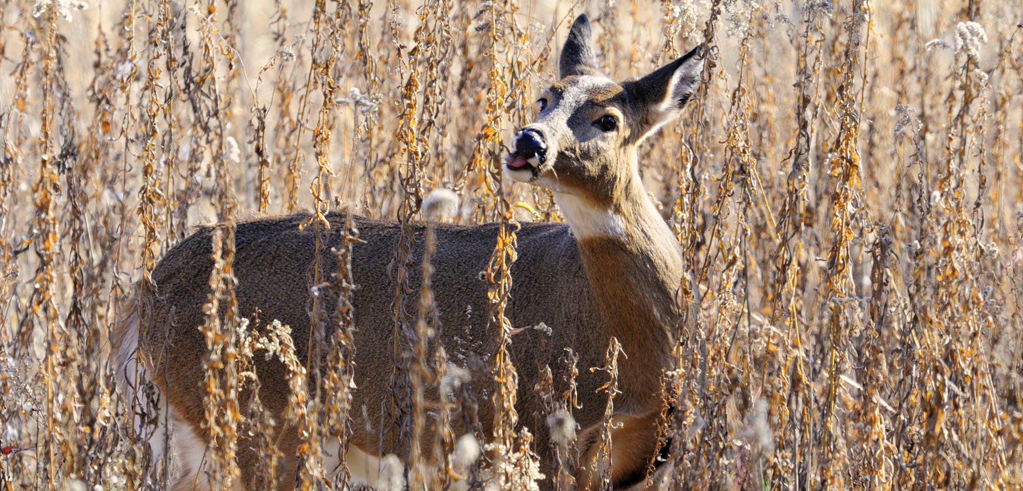 Do Deer Eat Goldenrod 