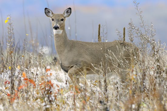 What Does a Deer's Foot Stomp Mean? Decoding Their Secret Language.