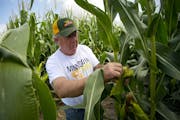 Tom Haag, president of the Minnesota Corn Growers Association, checked the progress this past summer of his corn crop, which he expected to do well. T