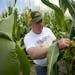 Tom Haag, president of the Minnesota Corn Growers Association, checked the progress this past summer of his corn crop, which he expected to do well. T