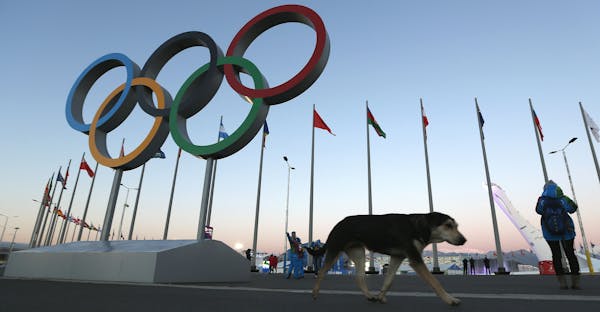 Firm hired to kill stray dogs at Olympics