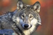 The DNR said the “optimal population” of wolves is where their numbers have been since the late 1990s — between 2,200 and 3,000 animals.
