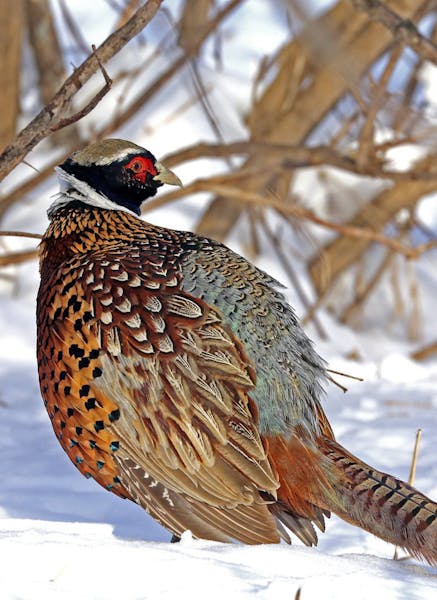 It’s been a cold winter, DNR officials say, but pheasants are surviving without widespread losses. A mild, dry spring would help the pheasant number
