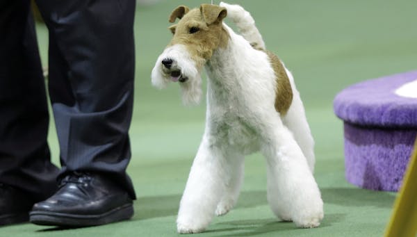 Check out the dog that won Best in Show