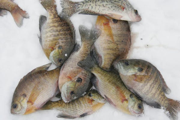 DNR opens Pelican Lake in Wright County to unlimited fishing